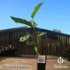 Calathea Freddy -Plant Collection Sales Shop apo freddy tubestock tall
