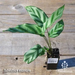 Calathea Freddy -Plant Collection Sales Shop apo freddy tubestock top