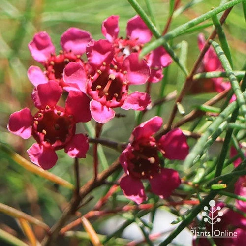 Chamelaucium Free Spirit - Waxflower 2 Chamelaucium Free Spirit - Waxflower - Image 2