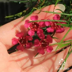 Chamelaucium Free Spirit - Waxflower 13 Chamelaucium Free Spirit - Waxflower -Plant Collection Sales Shop apo free spirit deep pink