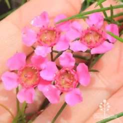 Chamelaucium Free Spirit - Waxflower 17 Chamelaucium Free Spirit - Waxflower -Plant Collection Sales Shop apo free spirit flower closeup