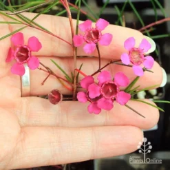 Chamelaucium Free Spirit - Waxflower 19 Chamelaucium Free Spirit - Waxflower -Plant Collection Sales Shop apo free spirit flower size