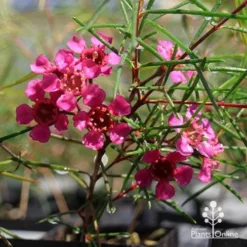 Chamelaucium Free Spirit - Waxflower 15 Chamelaucium Free Spirit - Waxflower -Plant Collection Sales Shop apo free spirit magenta