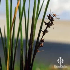 Lomandra Frosty Top -Plant Collection Sales Shop apo frosty top flowers