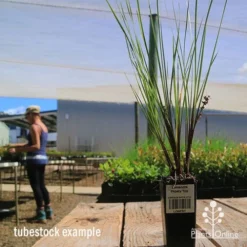 Lomandra Frosty Top -Plant Collection Sales Shop apo frosty top lomandra tubestock