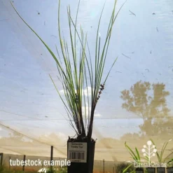 Lomandra Frosty Top -Plant Collection Sales Shop apo frosty top tubestock