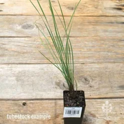 Lomandra Frosty Top -Plant Collection Sales Shop apo frosty top tubestock 1