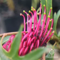 Grevillea Gaudichaudii -Plant Collection Sales Shop apo gaudichaudi grevillea closeup