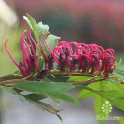Grevillea Gaudichaudii