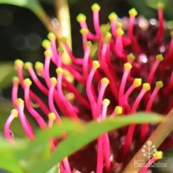 Grevillea Gaudichaudii -Plant Collection Sales Shop apo gaudichaudi stamens