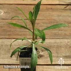 Gaura White -Plant Collection Sales Shop apo gaura white tubestock top 1