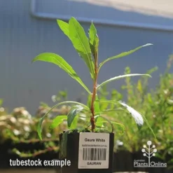 Gaura White -Plant Collection Sales Shop apo gaura white tubestock 1