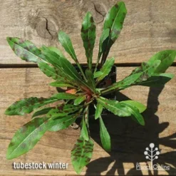 Gaura White -Plant Collection Sales Shop apo gaura winter colour