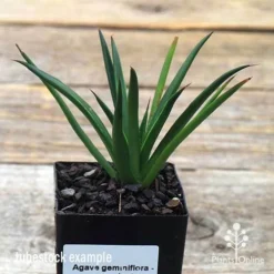 Agave Geminiflora - Succulent -Plant Collection Sales Shop apo geminiflora tubestock