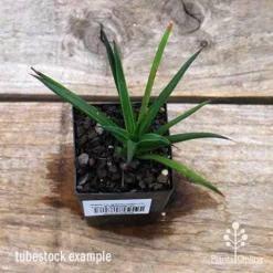 Agave Geminiflora - Succulent -Plant Collection Sales Shop apo geminiflora tubestock top