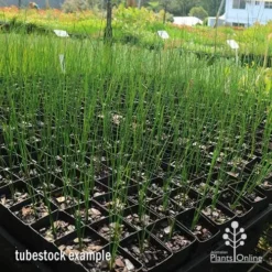 Xanthorrhoea - Grass Tree -Plant Collection Sales Shop apo grass tree johnsoni