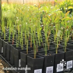 Xanthorrhoea - Grass Tree -Plant Collection Sales Shop apo grass tree tubestock