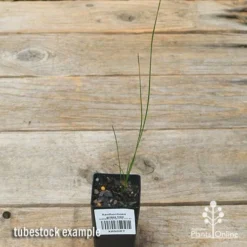 Xanthorrhoea - Grass Tree -Plant Collection Sales Shop apo grass tree tubestock top