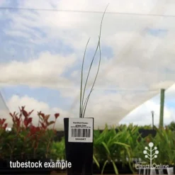 Xanthorrhoea - Grass Tree -Plant Collection Sales Shop apo grass tree tubestock 1