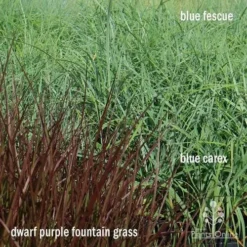 Pennisetum - Dwarf Purple Fountain Grass -Plant Collection Sales Shop apo grasses ptl
