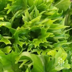 Microsorum Green Flame Fern -Plant Collection Sales Shop apo green flame fern leaftips