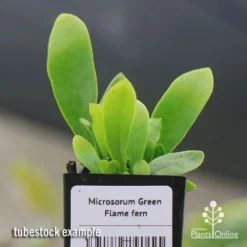 Microsorum Green Flame Fern -Plant Collection Sales Shop apo green flame fern tubestock2