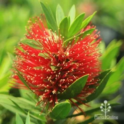 Callistemon Green John -Plant Collection Sales Shop apo green john callistemon flower 1