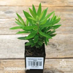 Callistemon Green John -Plant Collection Sales Shop apo green john callistemon tubestock