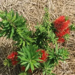 Callistemon Green John -Plant Collection Sales Shop apo green john flowering nursery