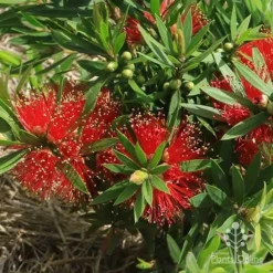 Callistemon Green John -Plant Collection Sales Shop apo green john flowers