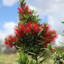 Callistemon Green John -Plant Collection Sales Shop apo green john large flower cluster