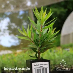 Callistemon Green John -Plant Collection Sales Shop apo green john tubestock