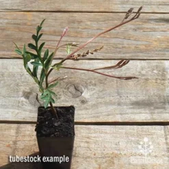Grevillea Amazing Grace -Plant Collection Sales Shop apo grevillea amazing grace tubestock top