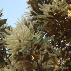 Grevillea Baileyana - Brown Silky Oak -Plant Collection Sales Shop apo grevillea baileyana glow