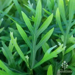 Grevillea Baileyana - Brown Silky Oak -Plant Collection Sales Shop apo grevillea baileyana leaf