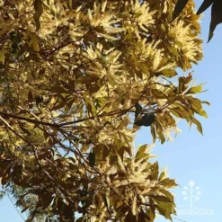Grevillea Baileyana - Brown Silky Oak -Plant Collection Sales Shop apo grevillea baileyana underneath