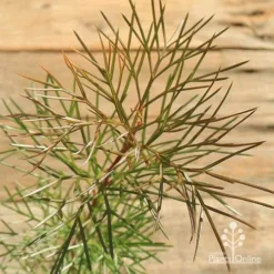 Grevillea Bon Accord -Plant Collection Sales Shop apo grevillea bon accord bronze foliage