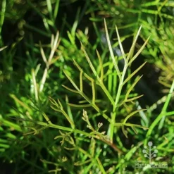 Grevillea Bon Accord -Plant Collection Sales Shop apo grevillea bon accord foliage