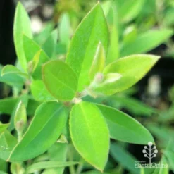 Grevillea Canterbury Gold -Plant Collection Sales Shop apo grevillea canterbury gold new shoot