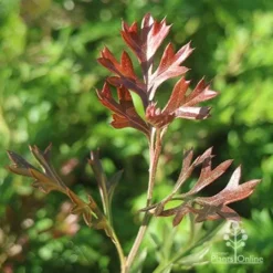 Grevillea Carpet Layer -Plant Collection Sales Shop apo grevillea carpet layer new leaf colour