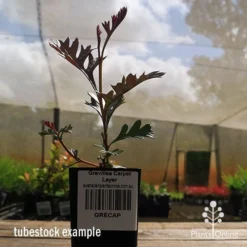 Grevillea Carpet Layer -Plant Collection Sales Shop apo grevillea carpetlayer tubestock