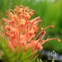 Grevillea Coconut Ice -Plant Collection Sales Shop apo grevillea coconut ice closeup