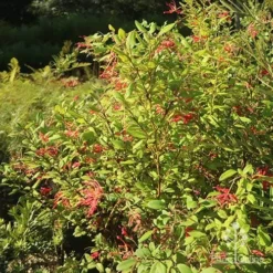 Grevillea Deua Flame -Plant Collection Sales Shop apo grevillea deua flame bush nursery