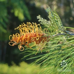 Grevillea Honey Gem -Plant Collection Sales Shop apo grevillea honey gem nursery dam