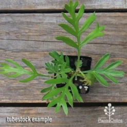 Grevillea Lemon Baby -Plant Collection Sales Shop apo grevillea lemon baby tubestock top