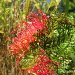 Grevillea Little Robyn -Plant Collection Sales Shop apo grevillea little robyn flowers