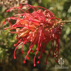 Grevillea Little Robyn -Plant Collection Sales Shop apo grevillea little robyn open sunshine