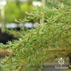 Grevillea Mini Marvel -Plant Collection Sales Shop apo grevillea mini marvel weeping