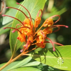 Grevillea Orange Marmalade -Plant Collection Sales Shop apo grevillea orange marmalade flower closeup