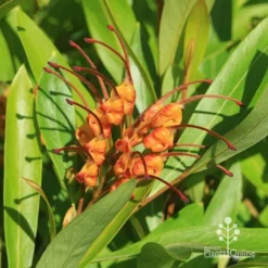 Grevillea Orange Marmalade -Plant Collection Sales Shop apo grevillea orange marmalade flower closeup2
